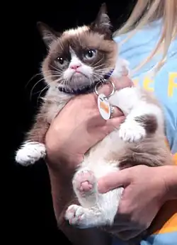 A small dwarf cat with a grumpy facial expression being held in a person's arms.