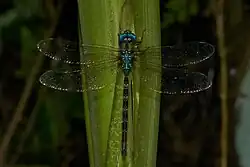 Male