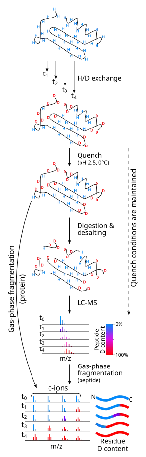 An illustration of an experimental workflow in hydrogen/deuterium exchange measured by mass spectrometry.