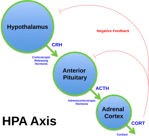 Diagram of the HPA axis