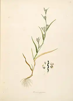 sprig of grass with blades of grass on it