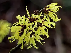 Hamamelis × intermedia 'Angelly'