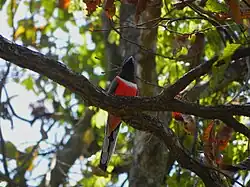 Malabar trogon male