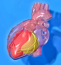 Heart coronary territories