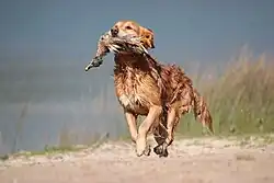 Image 40A gun dog retrieving a duck during a hunt (from Animal)
