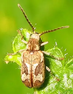 A brown beetle climbing on a succulent plant. It has long antennae and symmetrical markings in shades of brown and white