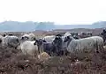 Flock on heath near Schneverdingen.
