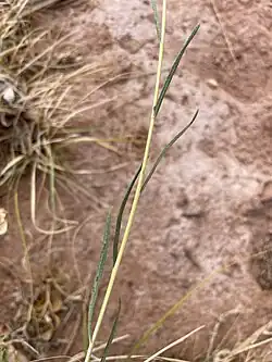 Alternate leaves on Helianthus devernii