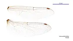 Female wings