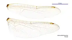 Female wings