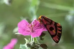 Adult on flower