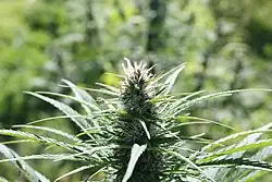 Image 56Hemp being grown in Oregon in 2020 (from Hemp)