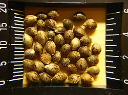 Image 34A macro image of hemp seeds (from Hemp)