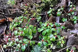 Picture of plants at the garden.