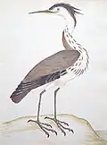 Heron Ardea cinerea