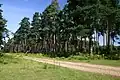 Scots pines in Thetford Forest