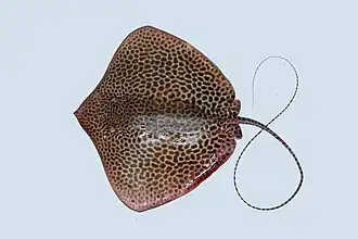 A stingray with many small dark spots and a thin black tail