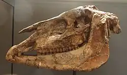 Skull of H. gracile against a black background