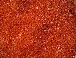 A specimen of Hippoporella