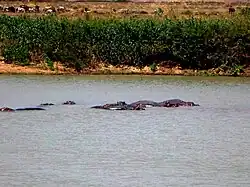 Hippopotamuses in Lake Maga.