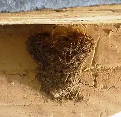 Nest under a bridge