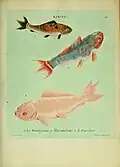 Varieties of goldfish from the ″Histoire naturelle des dorades de la Chine″ (1780)