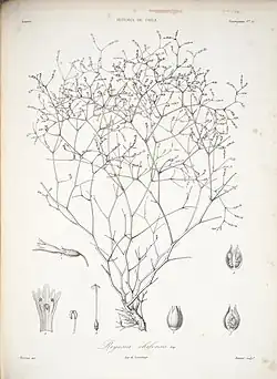 Reyesia chilensis : botanical drawing.