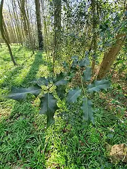 Holly leaves on a plant in the north of the woodland