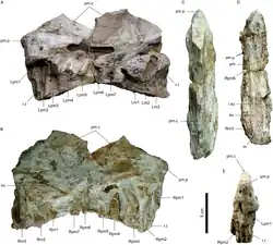 Photos of the Angaturama limai fossil snout from various angles