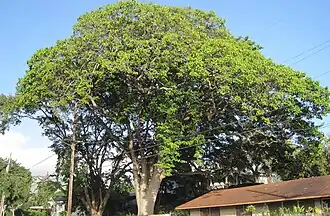 Large sandbox tree in Honolulu