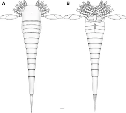Reconstruction of Hoplitaspis hiawathai with ventral view (B) showing appendicular structures.