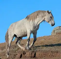 Horse_Altai_02