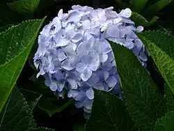 A hydrangea flower in Da Lat