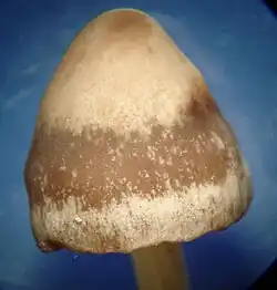 Photo of the hygrophanous pileus of Panaeolina foenisecii