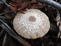 Hygrophanous pileus of Tubaria furfuracea