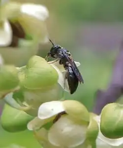 A bee on a white and green flower bud