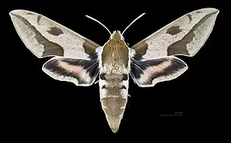 Female Hyles nicaea nicaea