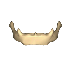 Shape of hyoid bone