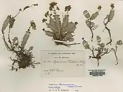 Several dried specimens of Hypericum decaisneanum arranged on a collection sheet