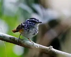 Spix's warbling antbird, a small bird that is black, red, white, and brown