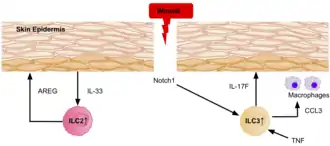 An image displaying a wound in the skin, and the signalling involved in attracting ILC2s and ILC3s to the site, to aid in the healing process.