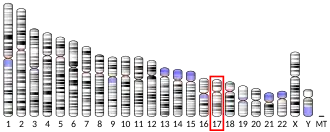 Chromosome 17 (human)