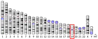 Chromosome 19 (human)