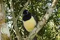 Plush-crested jay (Cyanocorax chrysops)