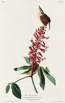 Lithograph of two small songbirds exploring the raceme of a scarlet firecracker plant