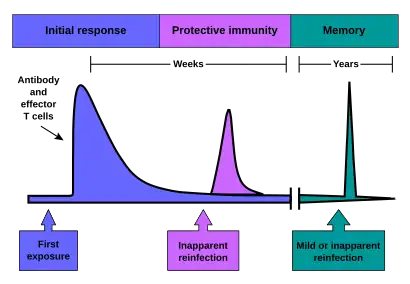 The initial response involves antibody and effector T-cells. The resulting protective immunity lasts for weeks. Immunological memory often lasts for years.