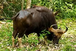 Image 29Gaur (Indian bison) can interbreed with domestic cattle. (from Speciation)