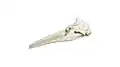 Amazon river dolphin skull (Inia geoffrensis)