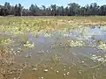 Intermittent wetland in Pilliga National Park