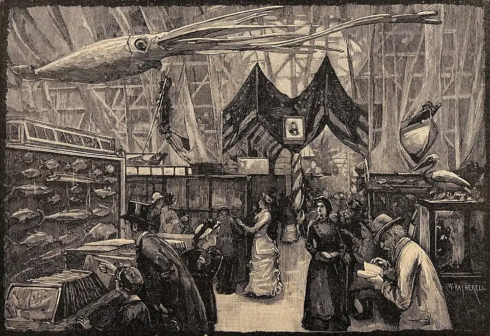 #42 (24/9/1877), The US display at the International Fisheries Exhibition of 1883, held in London, UK (illustration by William Hatherell, from Cassell, 1903:600, fig.). An Architeuthis princeps model, made by J. H. Emerton and A. E. Verrill for the Smithsonian and based on the Catalina specimen, is seen hanging in the background.